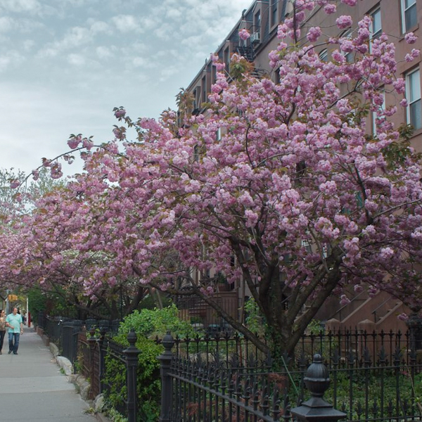 Carroll Gardens